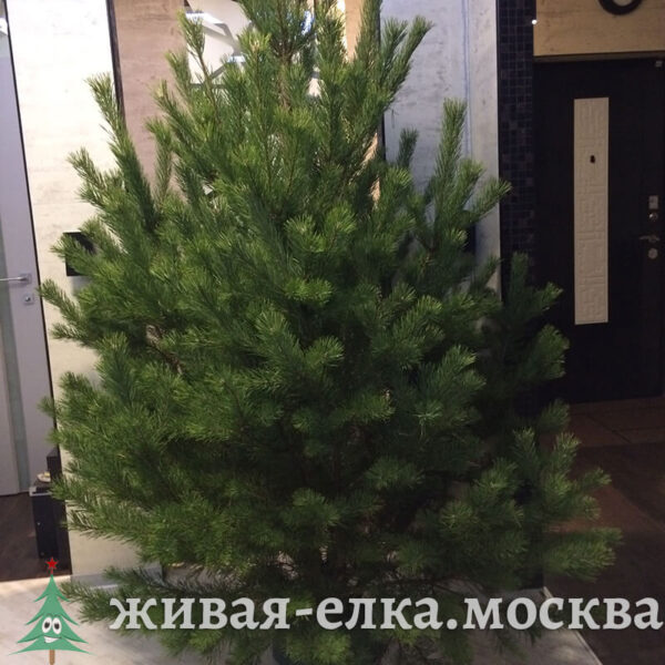 купить новогоднюю сосну в Москве