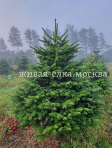 купить живую елку в Москве недорого